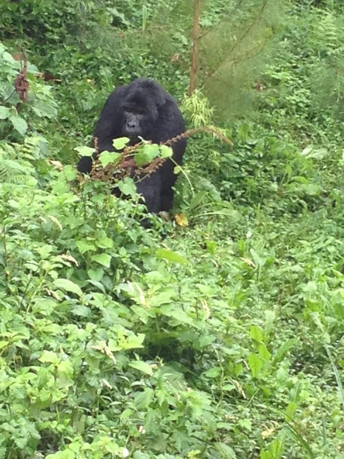 Bugambira Rushaga Gorilla Lodge المظهر الخارجي الصورة